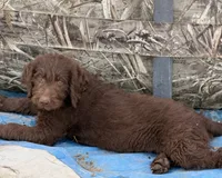 Abby, a male Australian Shepherd and Labrador Retriever for sale in Ontario, OR – 1 of 7