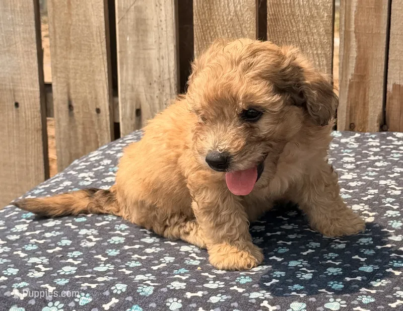 Zeke – Doxiepoo puppy for sale in Ontario, OR