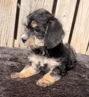 LuLu, a female Doxiepoo and Yorkipoo for sale in Ontario, OR – 3 of 3