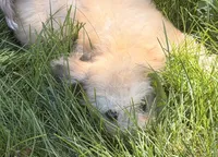 Zadie, a female Doxiepoo for sale in Ontario, OR – 4 of 8