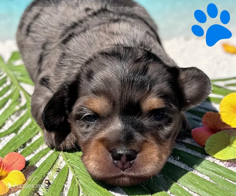 Millie male – Miniature Dachshund puppy for sale in Ontario, OR