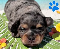 Albert , a male Miniature Dachshund for sale in Ontario, OR – 1 of 1