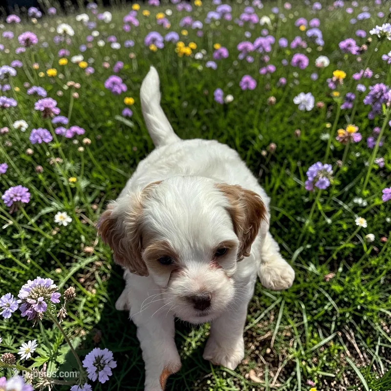 PennyS26-3 – Cavapoo puppy for sale in Ontario, OR