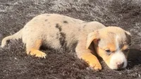 Boogie, a female Yorkshire Terrier and Miniature Dachshund for sale in Ontario, OR – 5 of 6