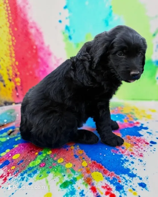 Levi – Goldendoodle puppy for sale in Ontario, OR