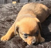 Skookum, a male Yorkshire Terrier and Miniature Dachshund for sale in Ontario, OR – 2 of 5
