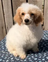 Chester, a female Poodle - Miniature  for sale in Ontario, OR – 2 of 5
