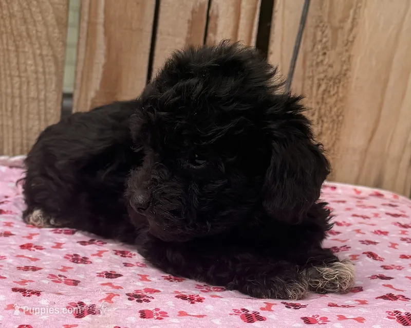 Berry – Miniature Schnauzer, Schnoodle puppy for sale in Ontario, OR