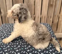 Gooseberry, a male Miniature Australian Shepherd and Miniature Bernedoodle for sale in Ontario, OR – 4 of 4