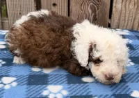 Avery 5, a male Sheepadoodle for sale in Ontario, OR – 2 of 2