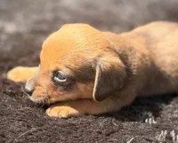 Skookum, a male Yorkshire Terrier and Miniature Dachshund for sale in Ontario, OR – 4 of 5