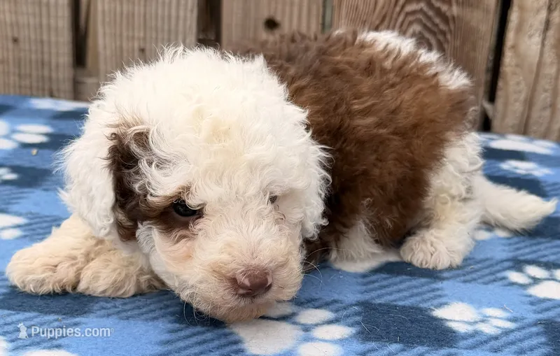Avery 5 – Sheepadoodle puppy for sale in Ontario, OR