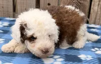 Avery 5, a male Sheepadoodle for sale in Ontario, OR – 1 of 2