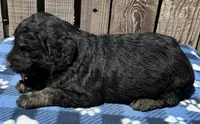 Drifter, a male Goldendoodle for sale in Ontario, OR – 3 of 4