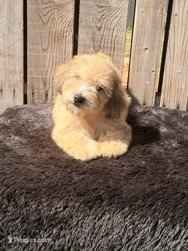 Zeke – Doxiepoo puppy for sale in Ontario, OR