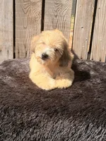 Zeke, a male Doxiepoo for sale in Ontario, OR – 1 of 8