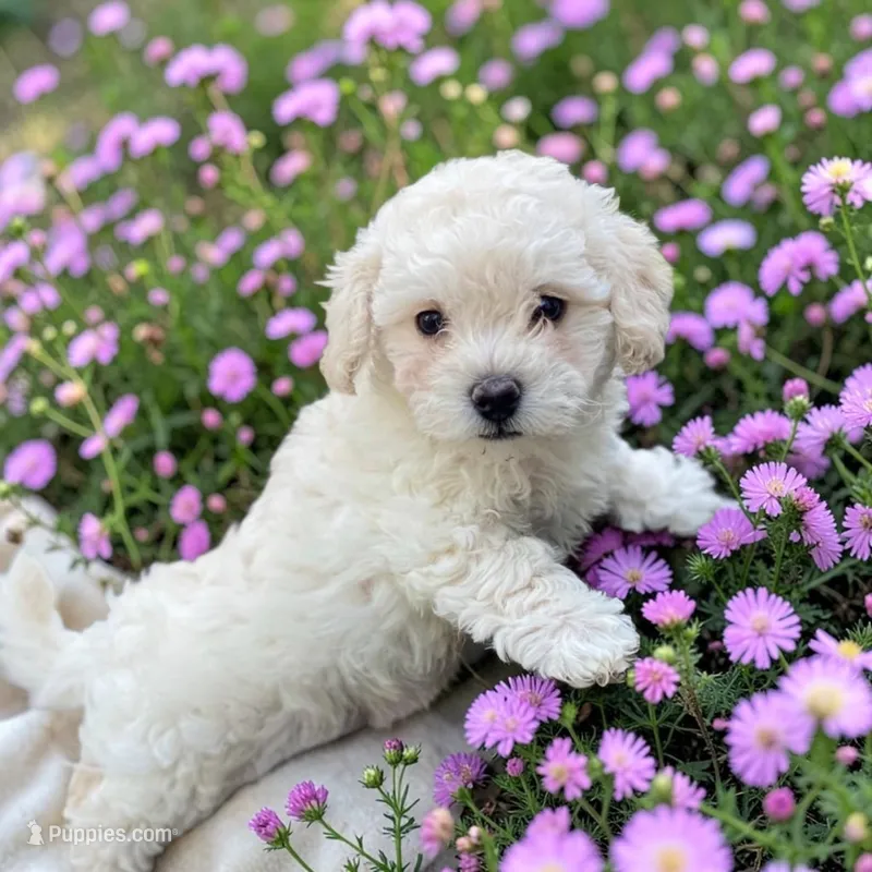 Gulch – Bichpoo, Poochon puppy for sale in Ontario, OR