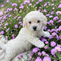 Gulch, a female Bichpoo and Poochon for sale in Ontario, OR – 1 of 1