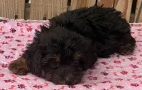 Honey, a female Miniature Schnauzer and Schnoodle for sale in Ontario, OR – 2 of 3