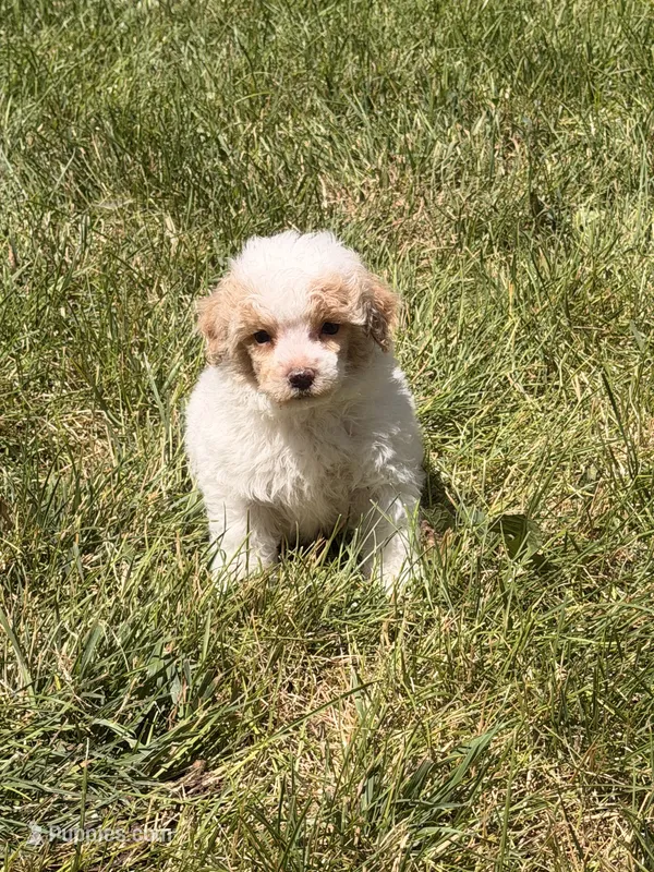 Pip – Poodle - Miniature  puppy for sale in Ontario, OR