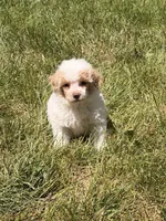 Pip, a female Poodle - Miniature  for sale in Ontario, OR – 1 of 3