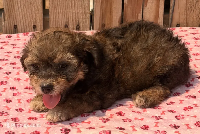 Zara – Doxiepoo puppy for sale in Ontario, OR
