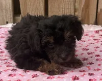 Honey, a female Miniature Schnauzer and Schnoodle for sale in Ontario, OR – 3 of 3