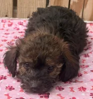 Toasty 3, a female Miniature Schnauzer and Schnoodle for sale in Ontario, OR – 3 of 4