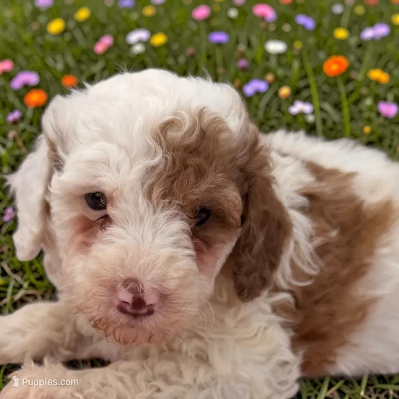 Willis – Sheepadoodle puppy for sale in Ontario, OR