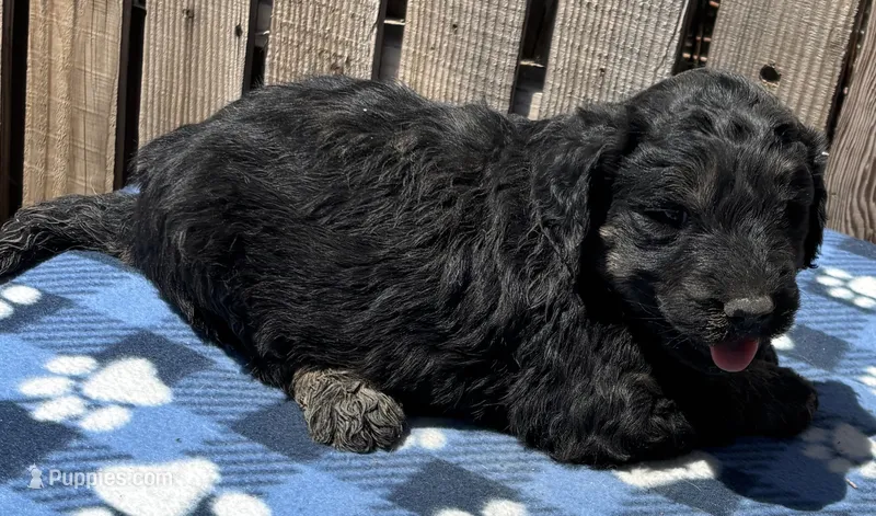Drifter – Goldendoodle puppy for sale in Ontario, OR