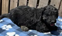 Drifter, a male Goldendoodle for sale in Ontario, OR – 1 of 4