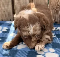 Aspen 3 , a male Australian Shepherd for sale in Ontario, OR – 4 of 5
