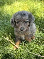 Koya, a female Miniature Aussiedoodle for sale in Ontario, OR – 2 of 4