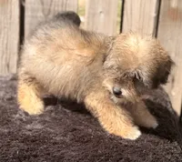 Zara, a female Doxiepoo for sale in Ontario, OR – 2 of 7