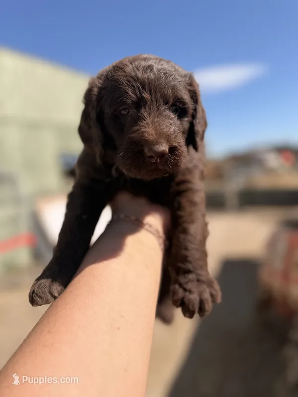 Abby – Australian Shepherd, Labrador Retriever puppy for sale in Ontario, OR