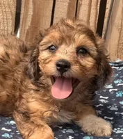 Pickle (5), a male Miniature Schnauzer and Schnoodle for sale in Ontario, OR – 1 of 3