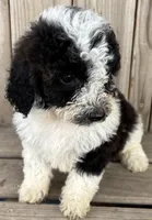 Biscuit , a female Miniature Bernedoodle for sale in Ontario, OR – Photo 4 of 4