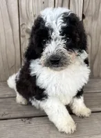 Biscuit , a female Miniature Bernedoodle for sale in Ontario, OR – Photo 2 of 4
