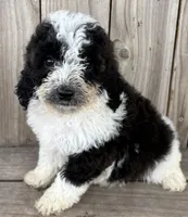 Biscuit , a female Miniature Bernedoodle for sale in Ontario, OR – Photo 1 of 4