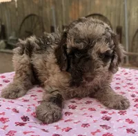 Tweedy (Moyen) AKC, a female Poodle - Miniature  and Poodle - Standard  for sale in Ontario, OR – 3 of 3