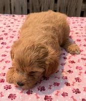 Fiji, a female Poodle - Toy  and Miniature Aussiedoodle for sale in Ontario, OR – 5 of 5