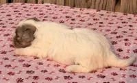 1, a female Havapoo for sale in Ontario, OR – 2 of 4
