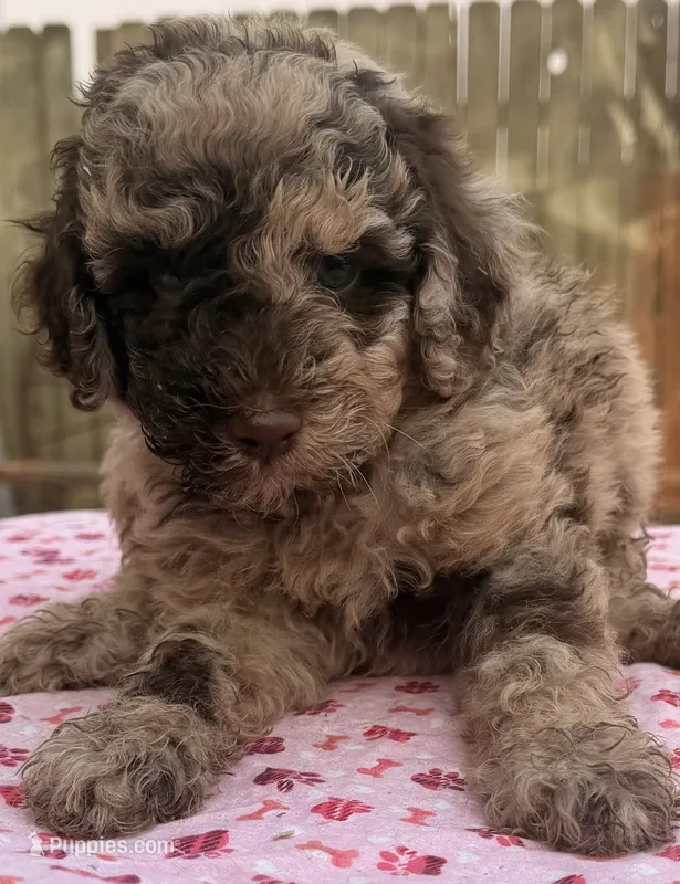 Tweedy (Moyen) AKC – Poodle - Miniature , Poodle - Standard  puppy for sale in Ontario, OR