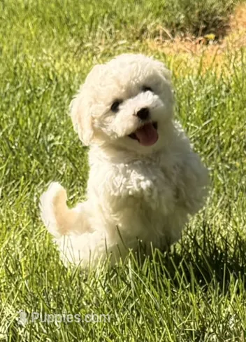 River – Bichpoo, Poochon puppy for sale in Ontario, OR
