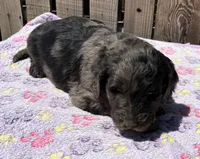 Coral, a female Goldendoodle for sale in Ontario, OR – 4 of 4