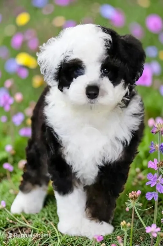 Ottie – Toy Australian Shepherd, Miniature Aussiedoodle puppy for sale in Ontario, OR