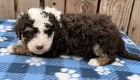 Avery 6, a male Sheepadoodle for sale in Ontario, OR – 3 of 3