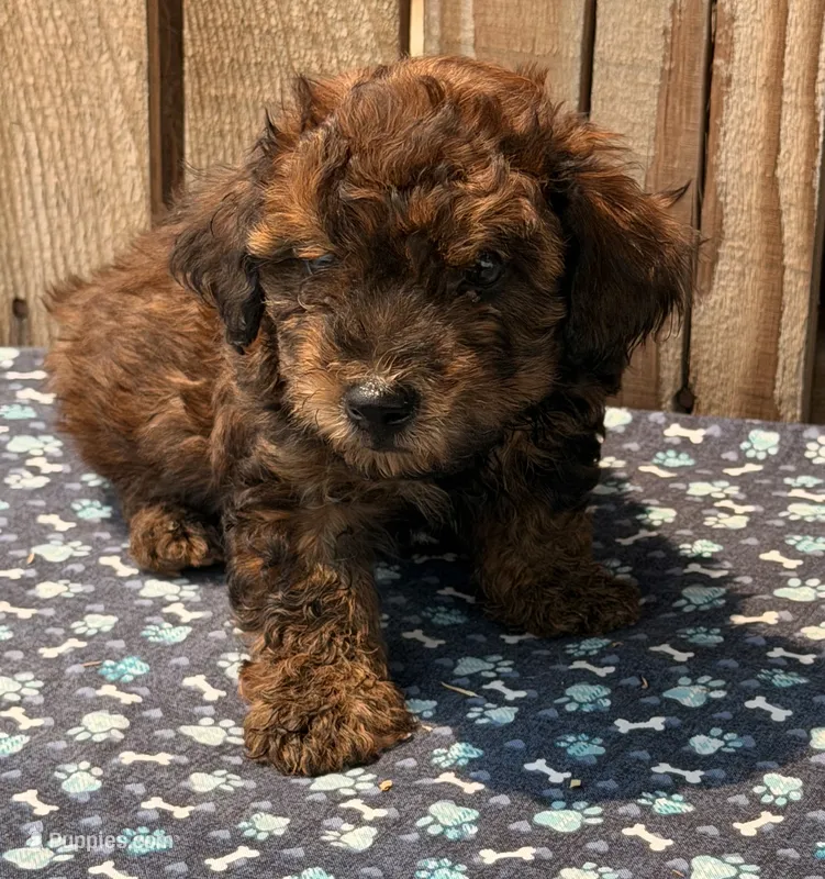 Zorro – Doxiepoo puppy for sale in Ontario, OR