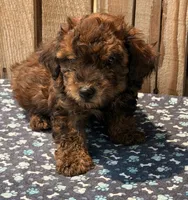 Zorro, a male Doxiepoo for sale in Ontario, OR – 1 of 5