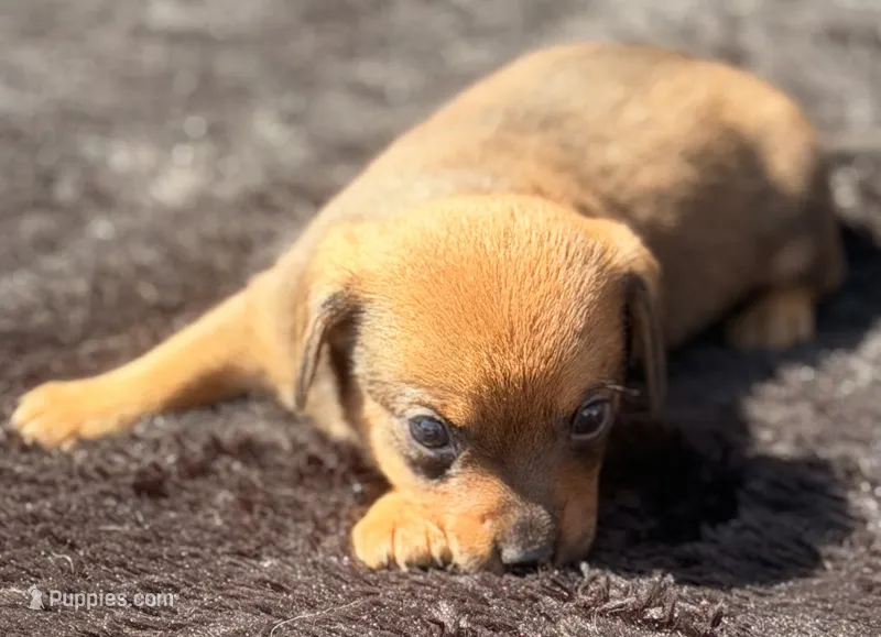 Skookum – Yorkshire Terrier, Miniature Dachshund puppy for sale in Ontario, OR